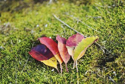 Close-up of leaf on grass