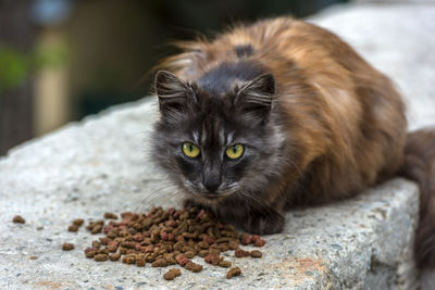 Portrait of cat relaxing outdoors