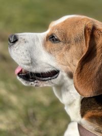 Close-up of dog beagle