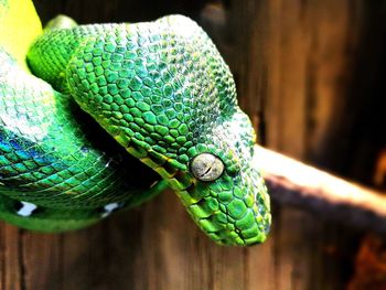 Close-up of green snake