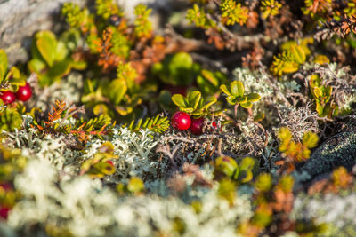 Wild berries growing on a mountain hillside in autumn in norway. tasty food for bears.