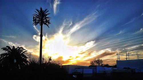 Low angle view of palm trees against sky