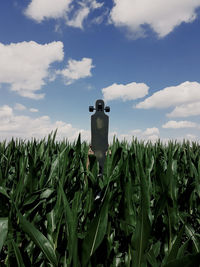 Wheat growing on field against sky