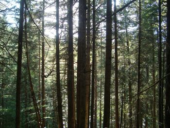 Low angle view of trees