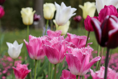 Close-up of pink flowering plants