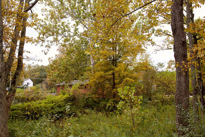 Trees in forest during autumn