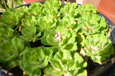 High angle view of potted plant