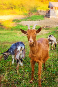 Portrait of sheep on grassy field