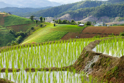 Scenic view of agricultural field