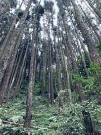Low angle view of bamboo trees in forest