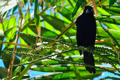 Close-up of bird perching on plant