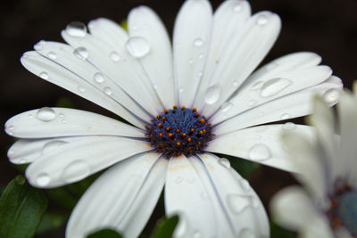 Close-up of white flowers