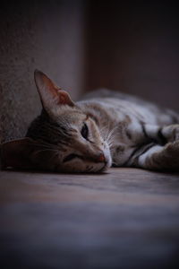 Close-up of cat sleeping