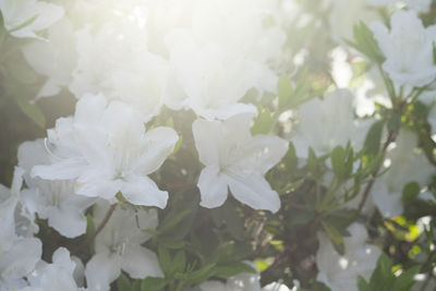 Close-up of white flowers