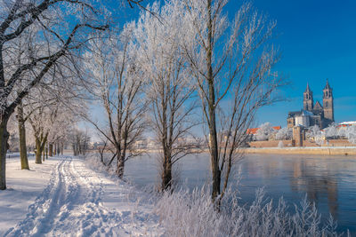 Bare trees on snow covered field against sky