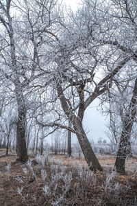 Bare trees on field during winter