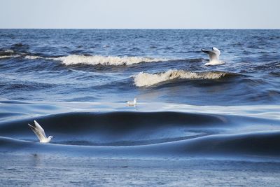 Seagull in a sea