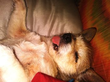 High angle view of dog sleeping on bed
