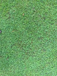 High angle view of leaf on grass