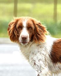 Close-up portrait of a dog