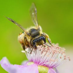 Close-up of bee pollinating on flower