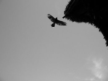 Low angle view of birds flying in sky