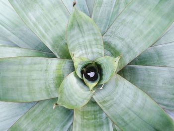 High angle view of leaf