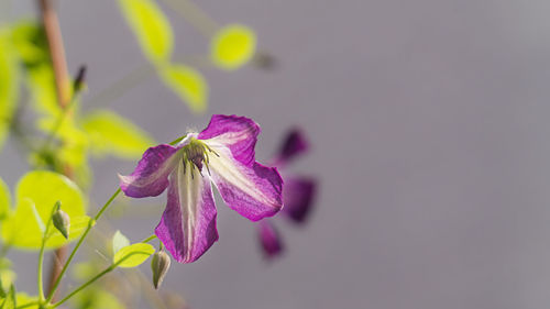 Close-up of purple flowering plant