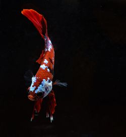 Close-up of fish swimming in sea