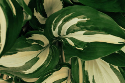 Full frame shot of fresh green plant