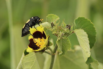 Close-up of insect on flower