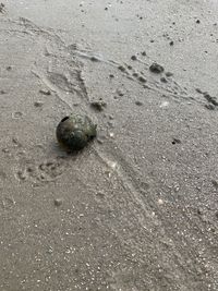 High angle view of shell on beach