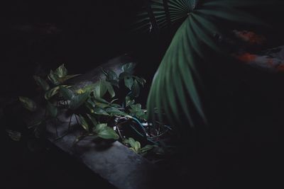 Close-up of fresh green leaves at night