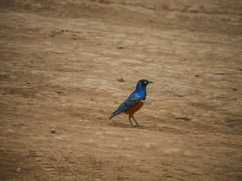 Close-up of bird perching on ground