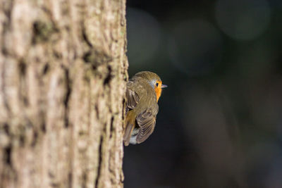 Close-up of bird perching on tree