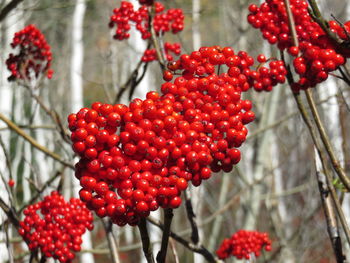 Close-up of red berries growing on tree