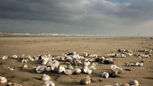 Seashells on sand at beach against cloudy sky