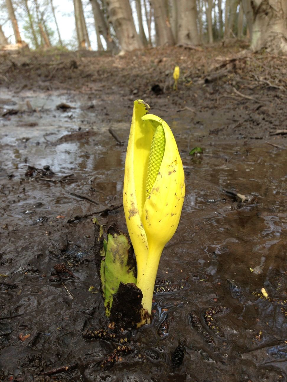 Flowers from mud