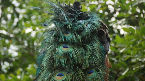 Close-up portrait of a bird