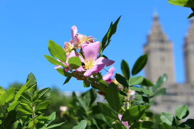 Close-up of pink flowering plant against sky