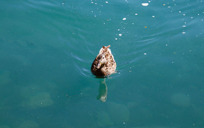 High angle view of turtle in lake