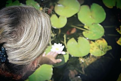 Cropped image of senior woman touching water lily blooming in pond