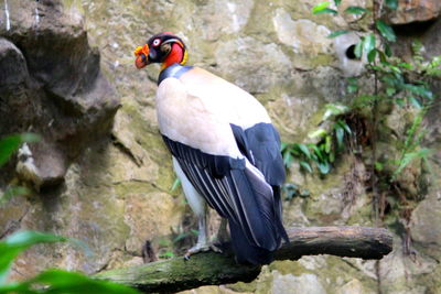 Close-up of bird perching on rock