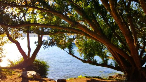 Scenic view of trees against sky