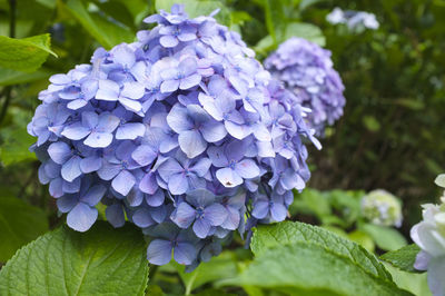 Close-up of purple hydrangea blue flower