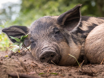 Pig relaxing on land