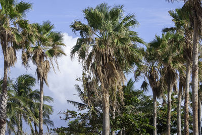 Low angle view of coconut palm trees against sky