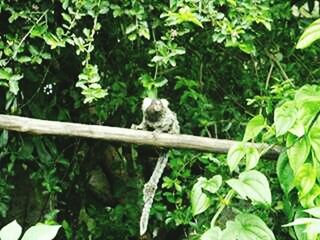 Bird perching on tree trunk