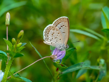 Close-up of butterfly pollinating on flower