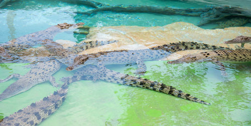 High angle view of turtle in sea